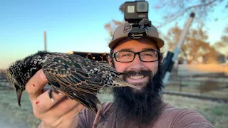 Dairy Farm Starlings (Pest Control)