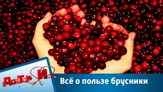 Всё о пользе брусники | Доктор И