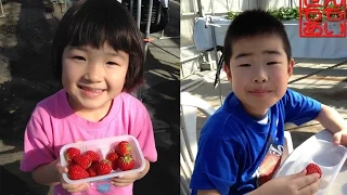 いちご狩り 2015 Strawberry Picking