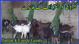 Jantar k Faede // Jantar food For Goat //Greens Food Goats