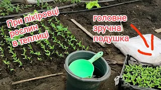 Пікірую розсаду перцю. Спробуйте так, як я, і ви полюбите цю роботу 😉