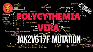 POLYCYTHEMIA VERA Etiology Molecular pathogenesis of JAK2V617F mutation. JAK2 kinase