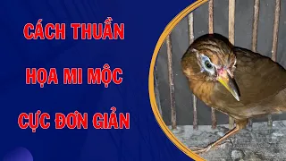 Cách thuần họa mi mộc cực đơn giản ai cũng làm được | Hoạt Họa Mi