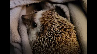 Hedgehogs random clicking sound?