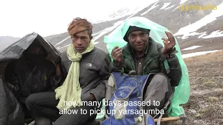 tough life of yarsagumba seeker people || Nepal || dolpa || lajimbudha ||