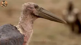 30 Brutal Moments of Birds Fighting and Hunting Their Prey Most Impressive#6| D- Animals Fight