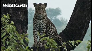 WildEarth - Sunrise Safari -  13 January 2024