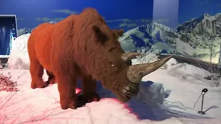 Hai En Woolly Rhino...  Ice Age Alive