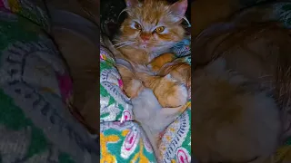 Cute cat kitten sleeping time 😴🐾😇 #kitten #cat #shorts #ytshorts