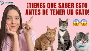 LO QUE DEBES SABER ANTES DE TENER UN GATO - Lauvet