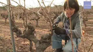 vinsdeprovence - Reportage - La taille de la vigne - 22/12/2011