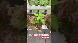 I have a strange #plant in my #lettuce #hydroponic #farm