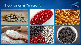 Introduction to Microplastics with Dr. Erin Meyer.