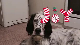 Playing at home with English setter
