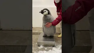 Baby penguins and keeper