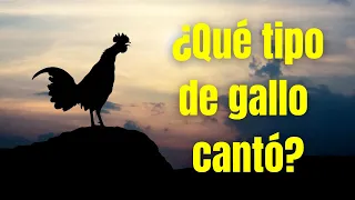 ¿PENSABAS QUE ERA UN GALLO EL QUE CANTÓ CUANDO PEDRO NEGÓ A JESÚS? Pastor Eliseo Rodríguez