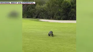 Video captures giant gator approaching people at Florida golf course