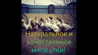 Утки на мясо! Как вырастить крупных уток? Какую породу выбрать?