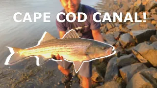 BIG Cape Cod Canal Stripers!