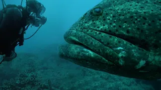 FACE-À-FACE AVEC UN MONSTRE DE FLORIDE ! - Cyril Chauquet