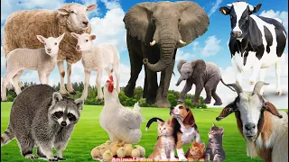 Cute Little Farm Animal Sounds: Dog, Cat, Chicken, Sheep, Elephant, Cow, Goat - Animal Paradise