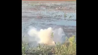 Alligator Goes Up In Smoke After Eating Drone