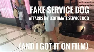 FAKE SERVICE DOG ATTACKS MY REAL SERVICE DOG ON FILM