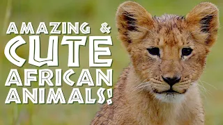 Amazing & Cute African Animals! Enjoy stunning 4K clips of Elephants/lions/ Giraffes/Penguins & more