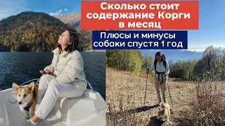 Плюсы и минусы собаки спустя год | Расходы на собаку породы Корги в месяц? Расходы в путешествиях