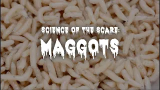 Are Maggots Dangerous? | Science Of The Scare