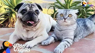 Cat Who Lost His Dog Best Friend Finds Beautiful Way To Love Again | The Dodo Odd Couples