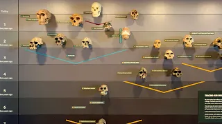 Human evolution skull time line at the National History museum