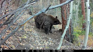 Black bear sow and three cubs.