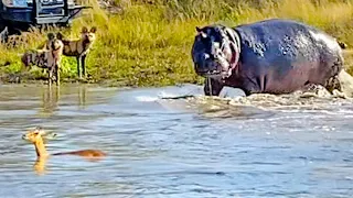 Battle Between Wild Dogs, Hippo & Impala