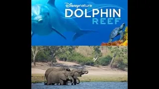 Disneynature’s Elephant & Dolphin Reef | Official Trailer | Disney 202O