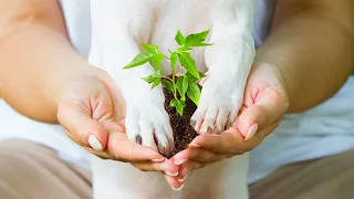 Эко-привычки владельцев домашних питомцев🌱 | Как сделать жизнь питомцев экологичной?