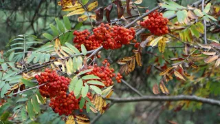 РЕЛАКС. Осень в лесу! Осенние зарисовки. Осенний лес – прекрасная пора!/RELAX. Autumn in the forest!