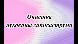 Очистка луковицы гиппеаструма