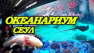 Сеул Океанариум COEX Aquarium inside the COEX Mall in Seoul, South Korea Южная Корея