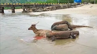 Komodo Dragon catches deer alive on the beach