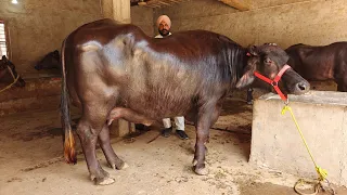 ਇੱਕ ਮੱਝ ਵਿਕਾਊ, One Buffalo For Sale