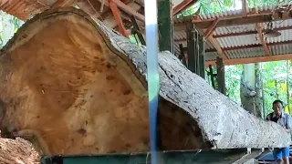 wujud kayu jati raksasa dari randublatung Blora harga puluhan juta bahan baku Soko guru rumah joglo