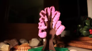 Magic Crystal Tree Experiment Timelapse ( 12 hours )