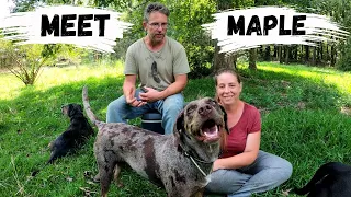 How Our Catahoula Leopard Dog Maple Works On The Farm