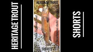 Paiute Cutthroat Trout | Tenkara Flyfishing for North America's Rarest Trout | Heritage Trout Shorts