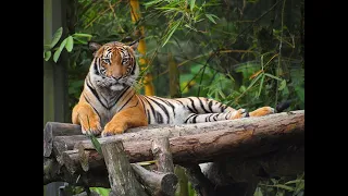 Zoo Tiger tests positive for COVID-19: Can the virus jump from humans to animals?