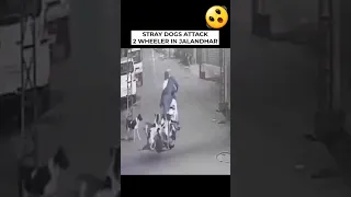 2 Men Attacked By Stray Dogs In Jalandhar Street #shorts #viral #dogs #shorts #viral #youtubeshorts