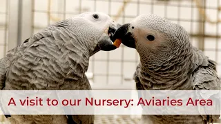 Visita a la Nursería de Psittacus en el área de voladoras