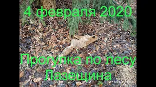 Video 290: 4 февраля 2020 шикарная прогулка по лесу с отличными видами Лазещина Закарпатье