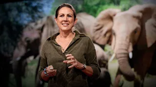 How bees can keep the peace between elephants and humans | Lucy King